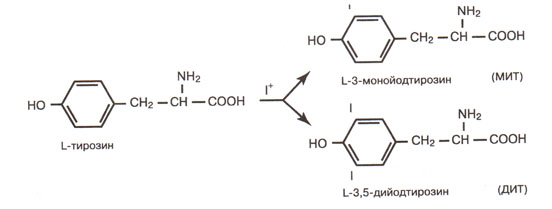 ������ ���� ������� �������� ���������� ������
