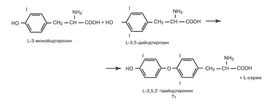 ����������� ��� � ���  � ��������