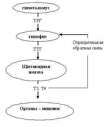 ������������ ��� �����������-�������-���������� ������.