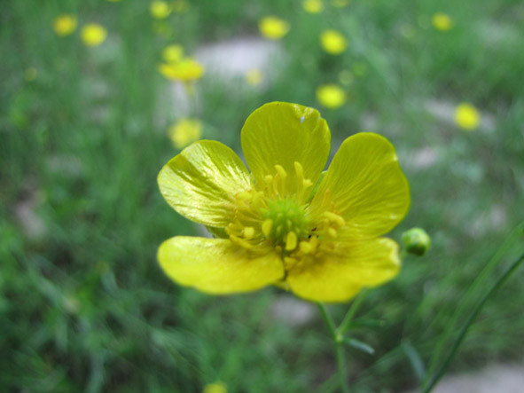 Лютик многоцветковый. Фото Алексея Алефирова, 2009 г.